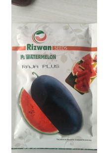 Raja Plus